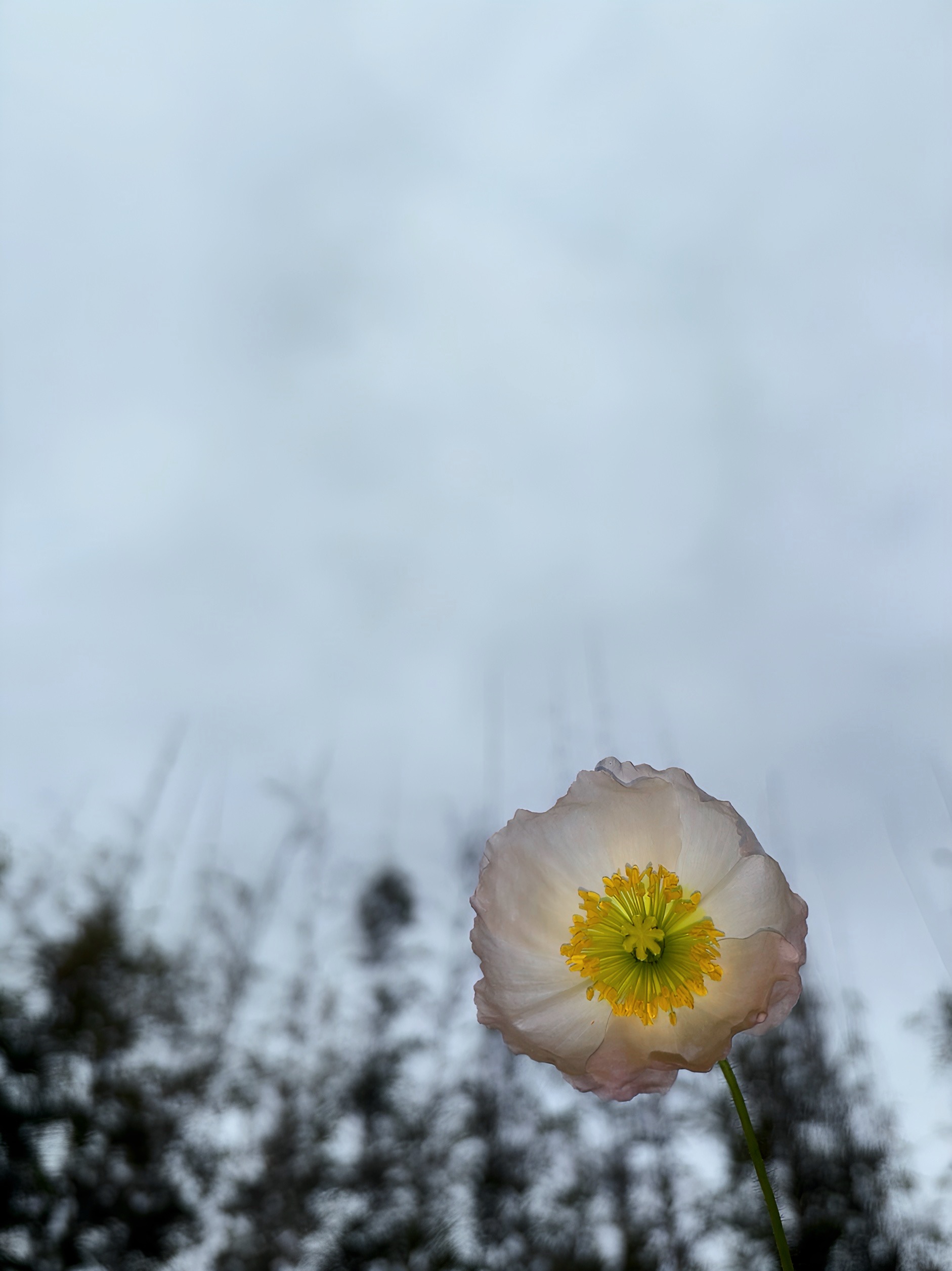 Lonely Flower