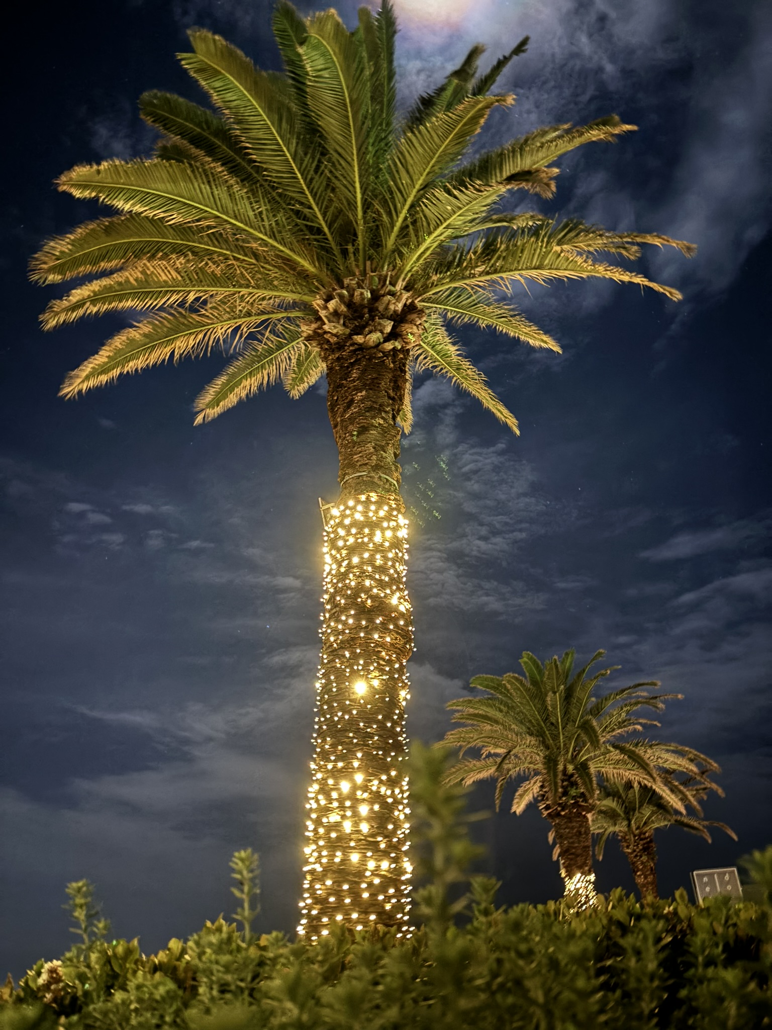 Night Palm Tree