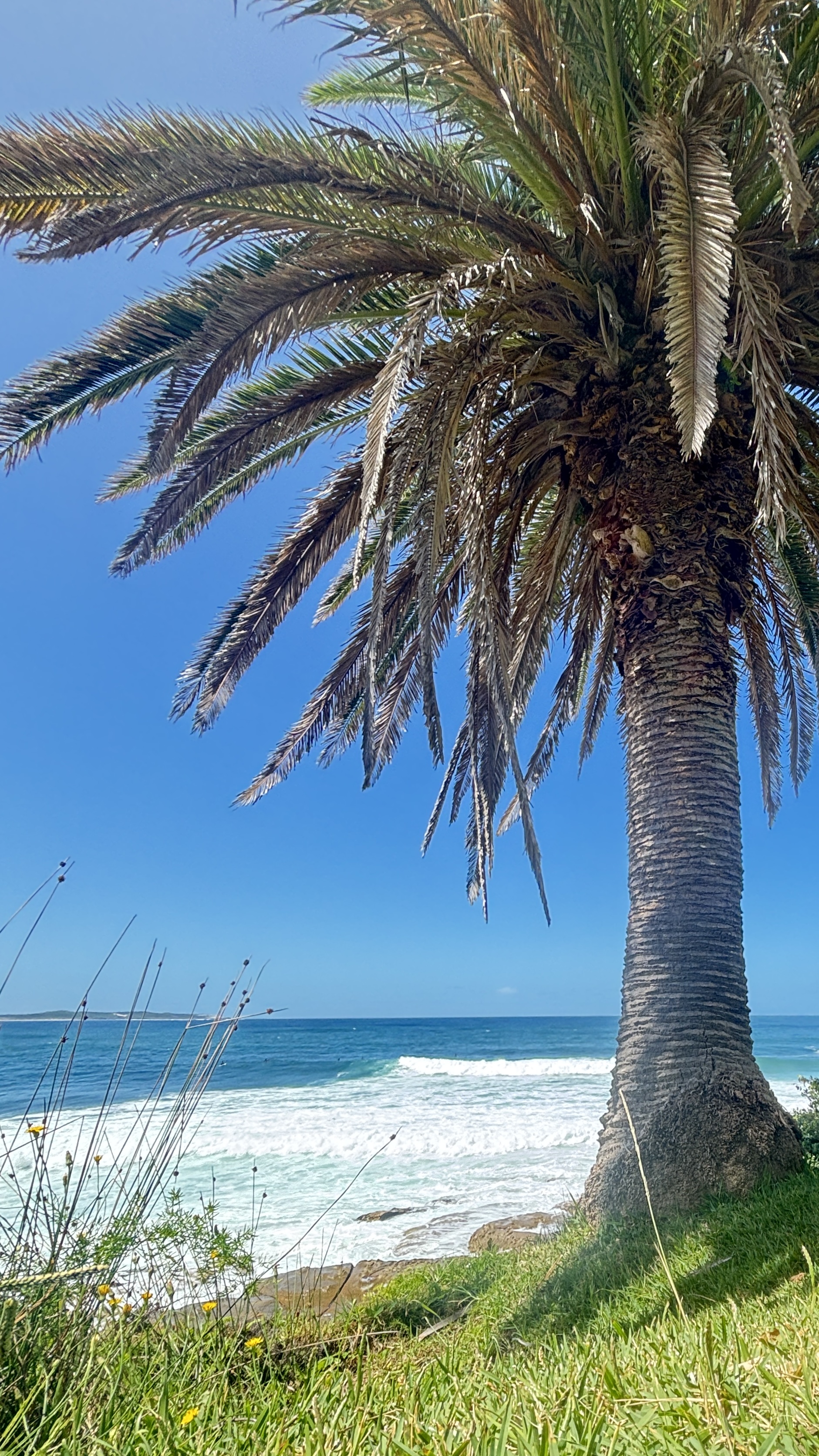 Palm Tree 1