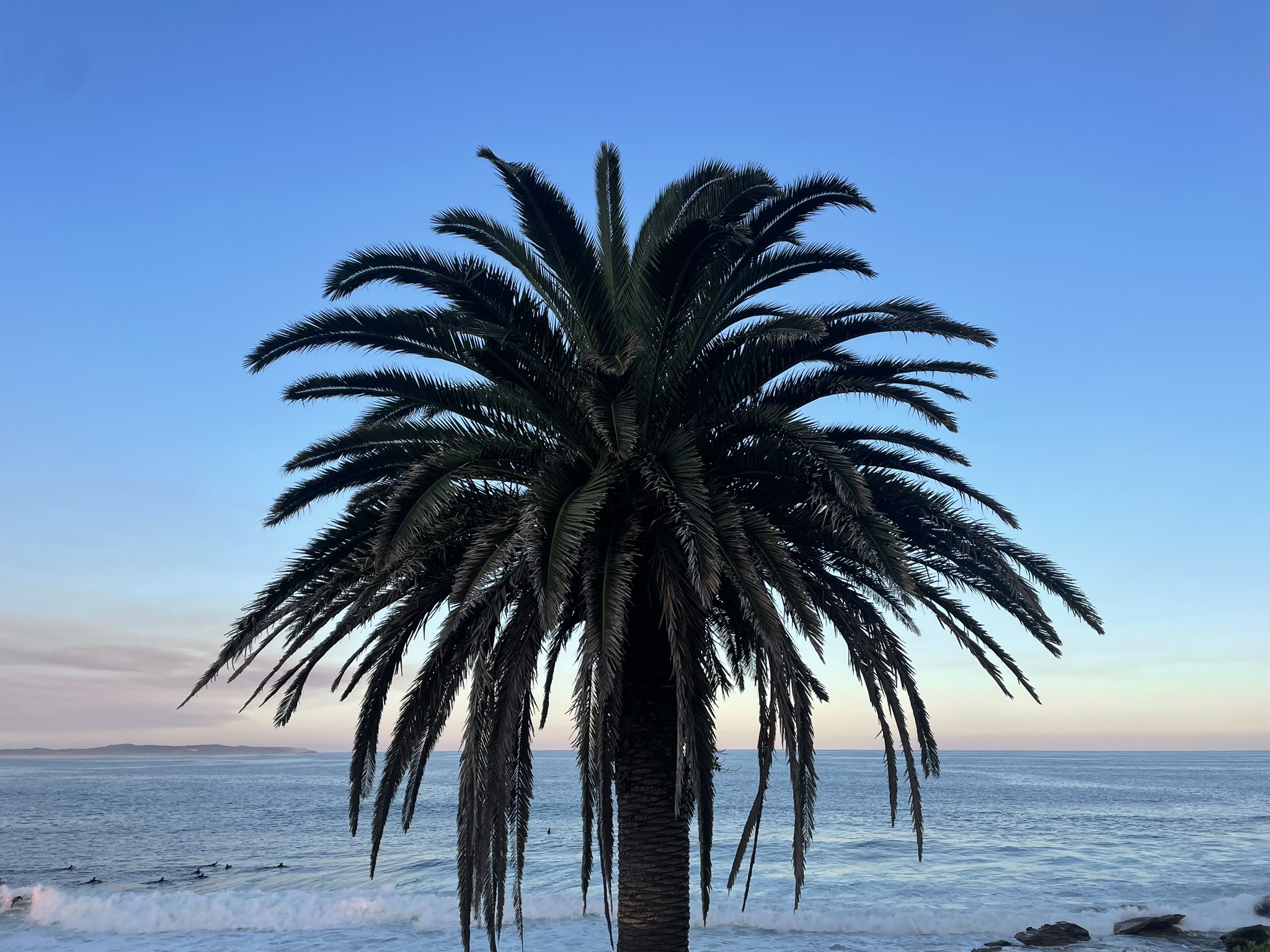 Palm Tree 2
