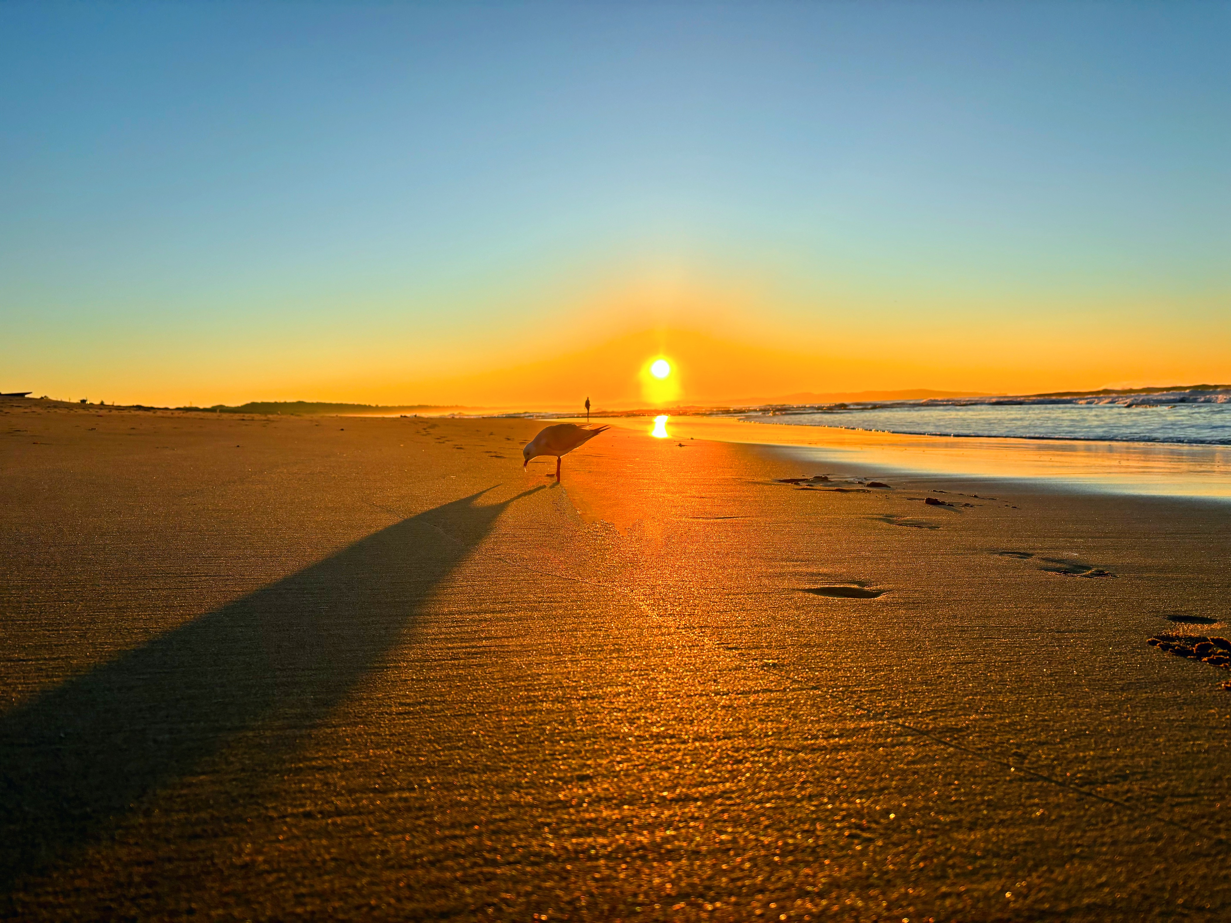 Seagull Shadows