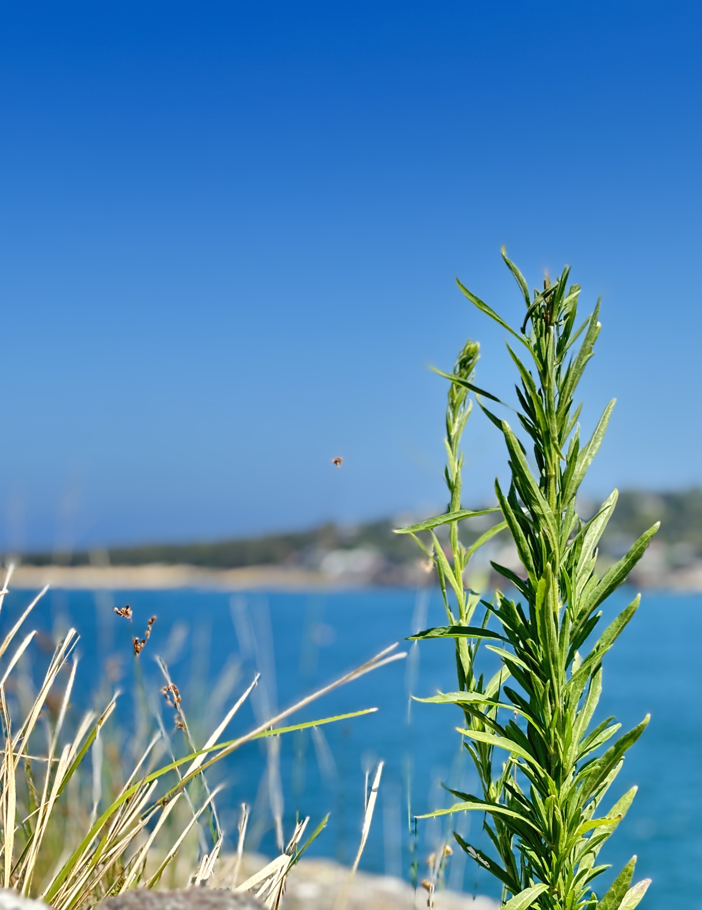 Towards Bundeena